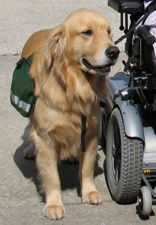 ServiceDogwheelchair