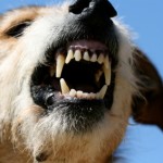 fangs