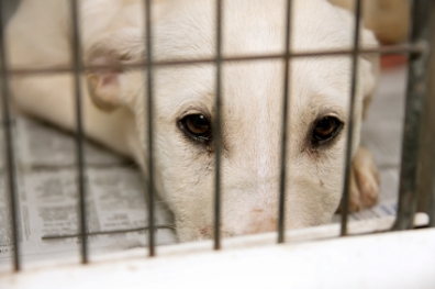 Working with Shelter or Rescue Dogs: When Love Isn’t Enough