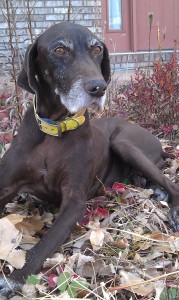 weight gain in dogs
